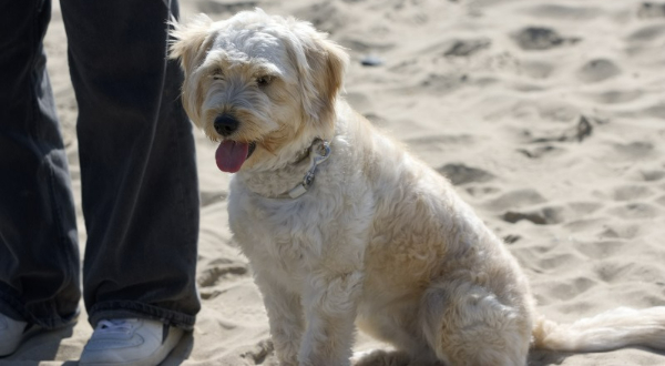 Goldendoodle