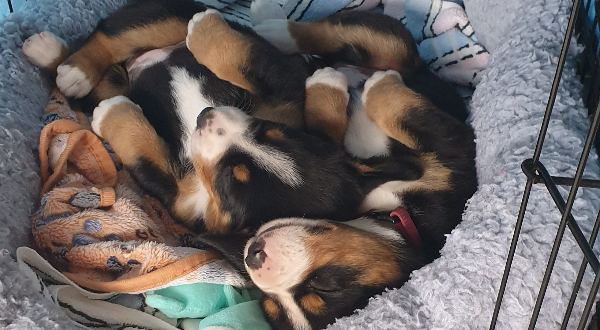 Entlebucher Sennenhond