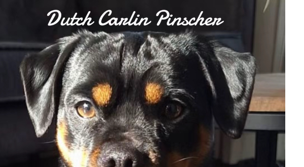Carlin Pinscher