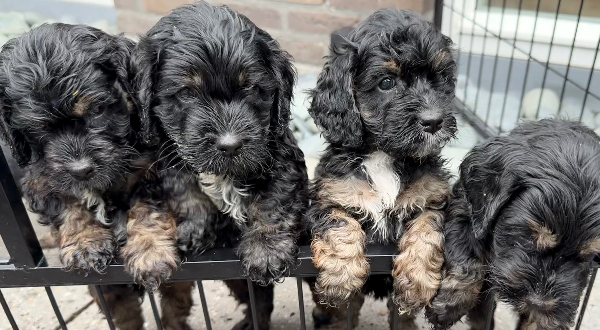 Cockapoo