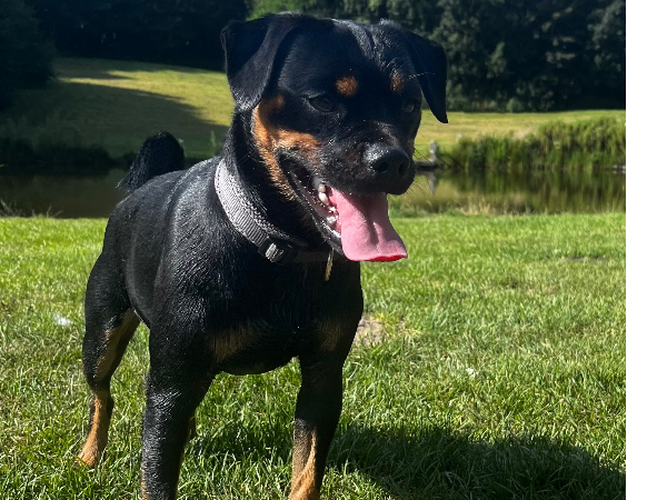 Carlin Pinscher