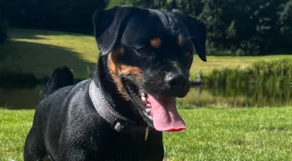 Carlin Pinscher