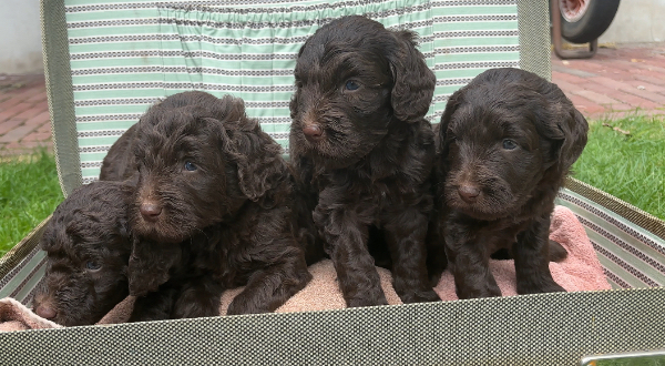 Labradoodle