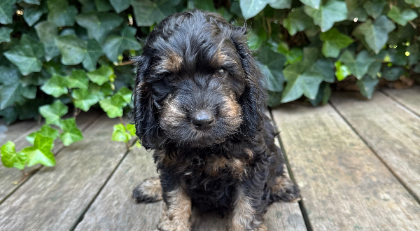 Cockapoo