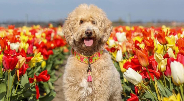 Labradoodle