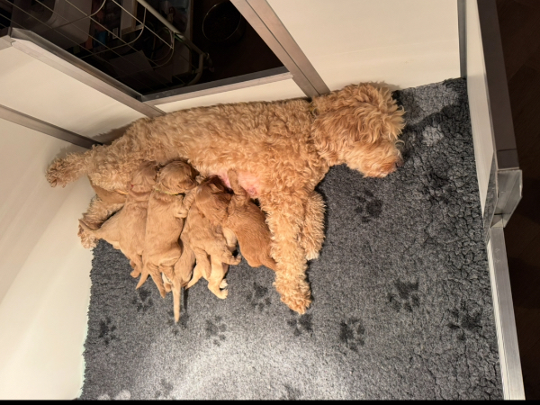 Labradoodle