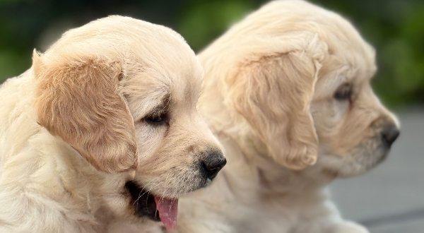 Golden Retriever