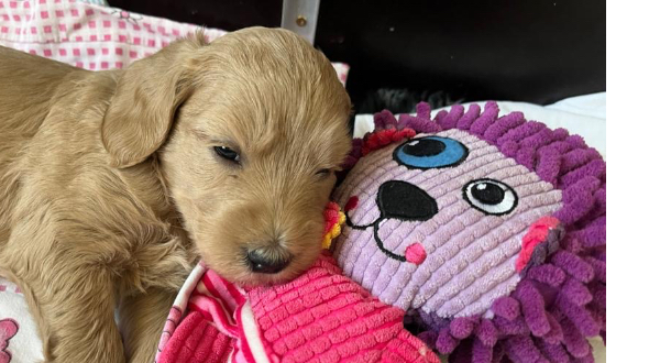 Australian Labradoodle