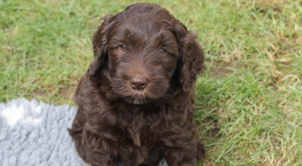 Labradoodle