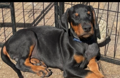 Dobermann