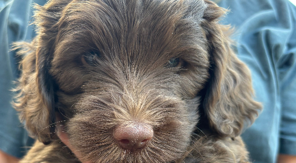 Labradoodle