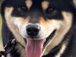 Shiba