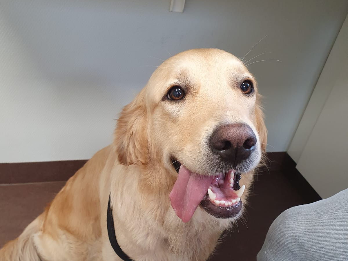 Golden Retriever