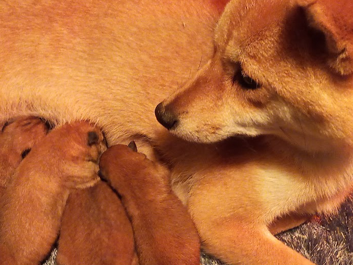 Shiba