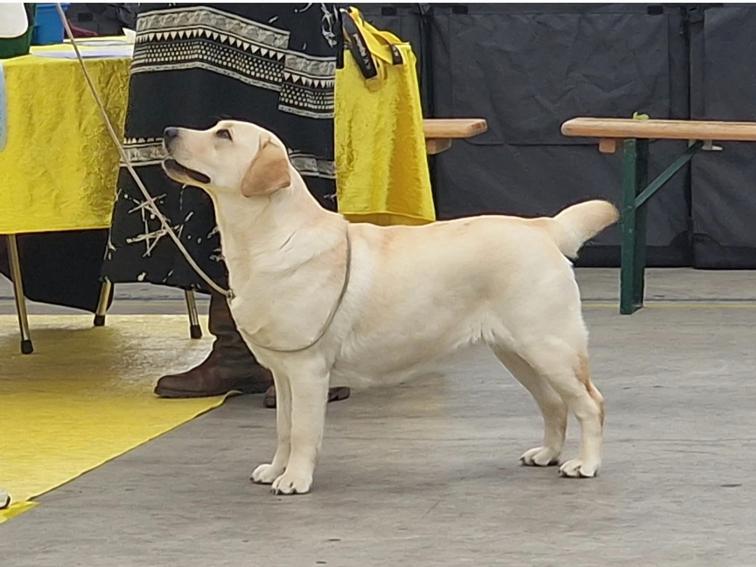 Labrador Retriever