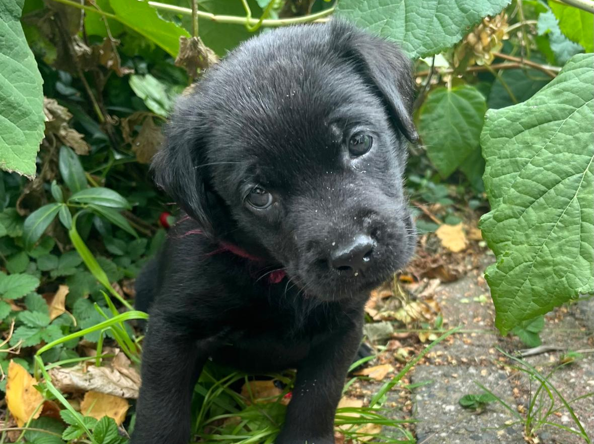 Labrador Retriever