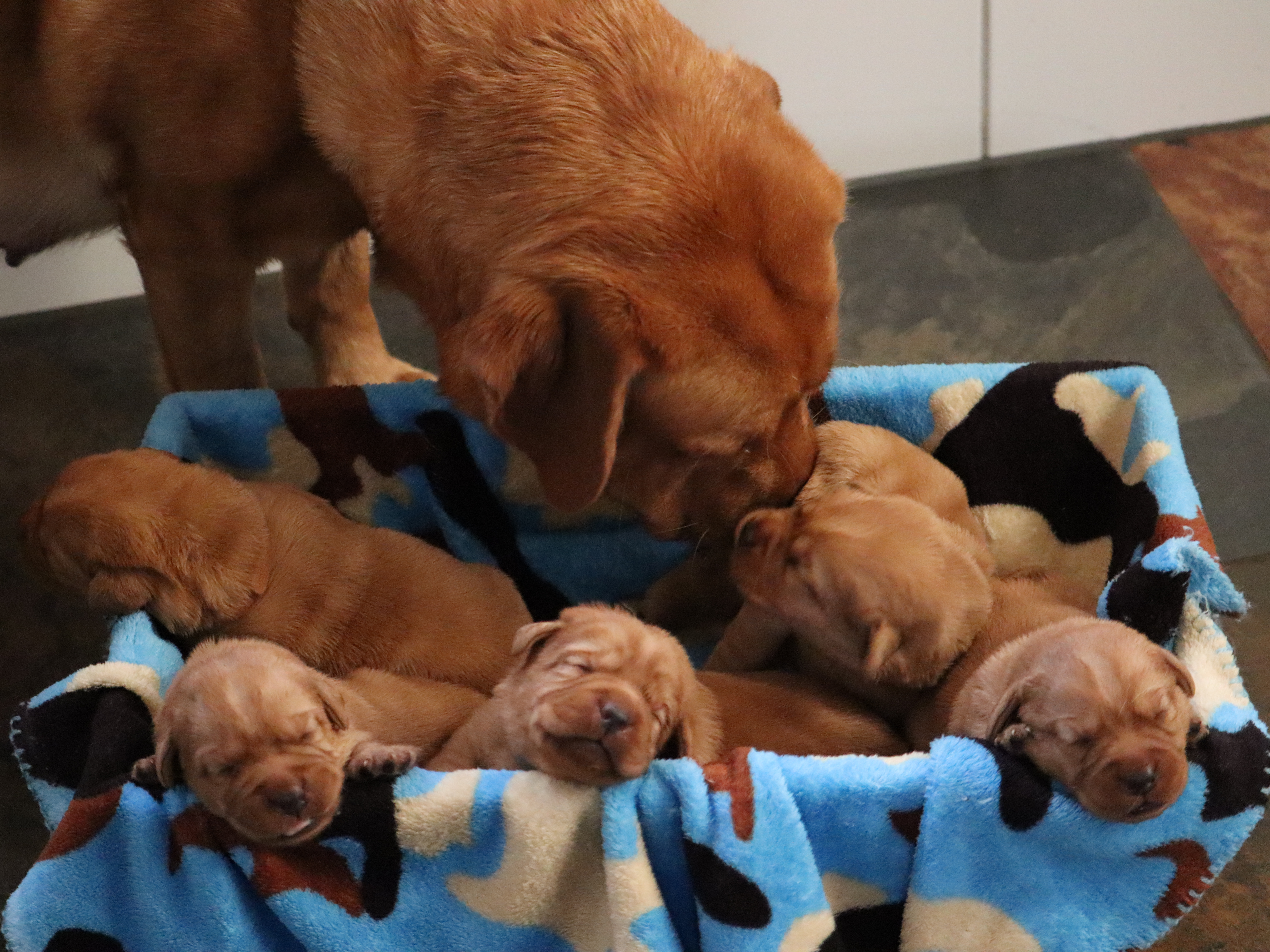 Labrador Retriever