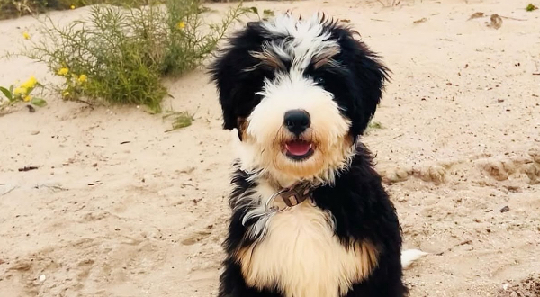 Bernedoodle