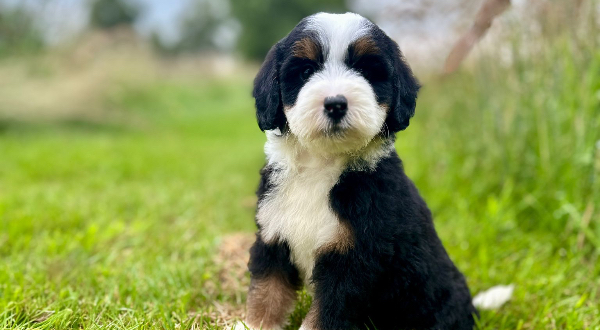 Bernedoodle