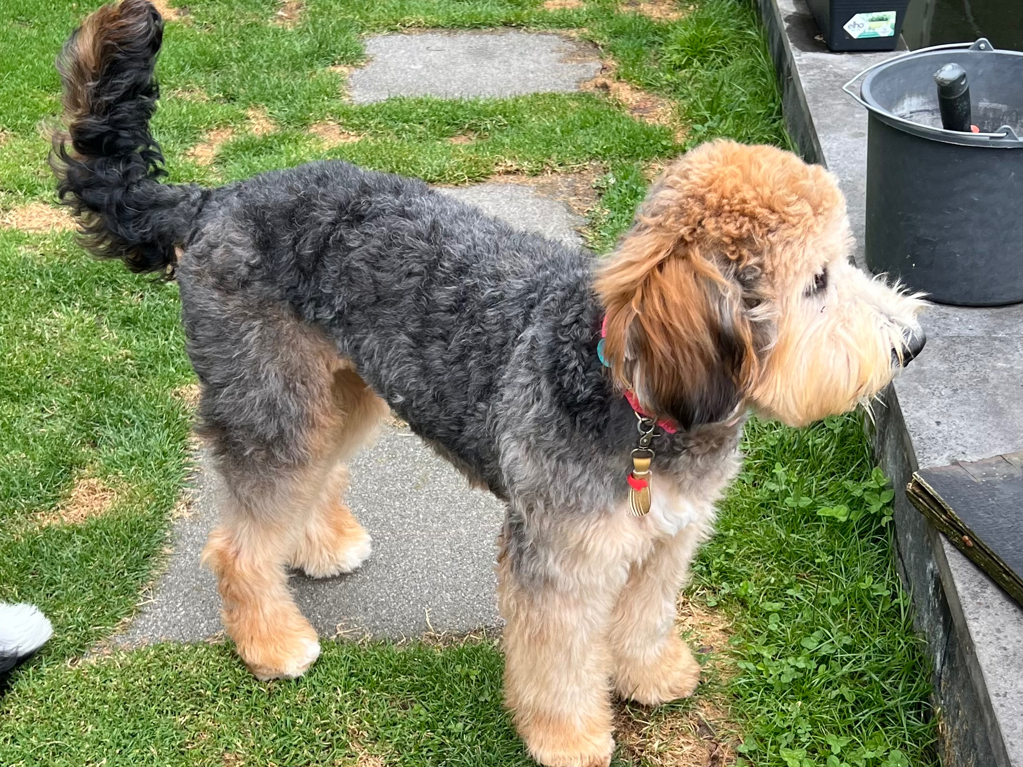 Bernedoodle