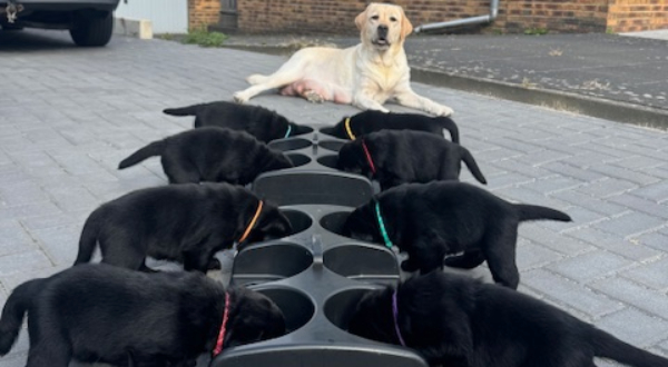 Labrador Retriever