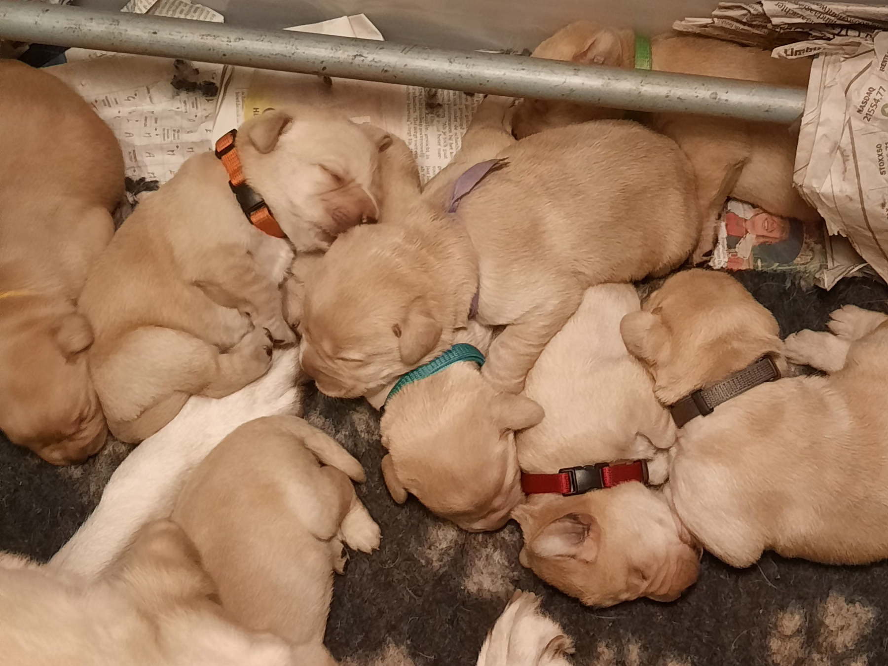 Labrador Retriever