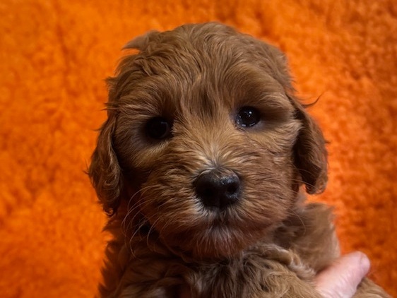 Australian Labradoodle