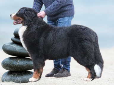 Berner Sennenhond