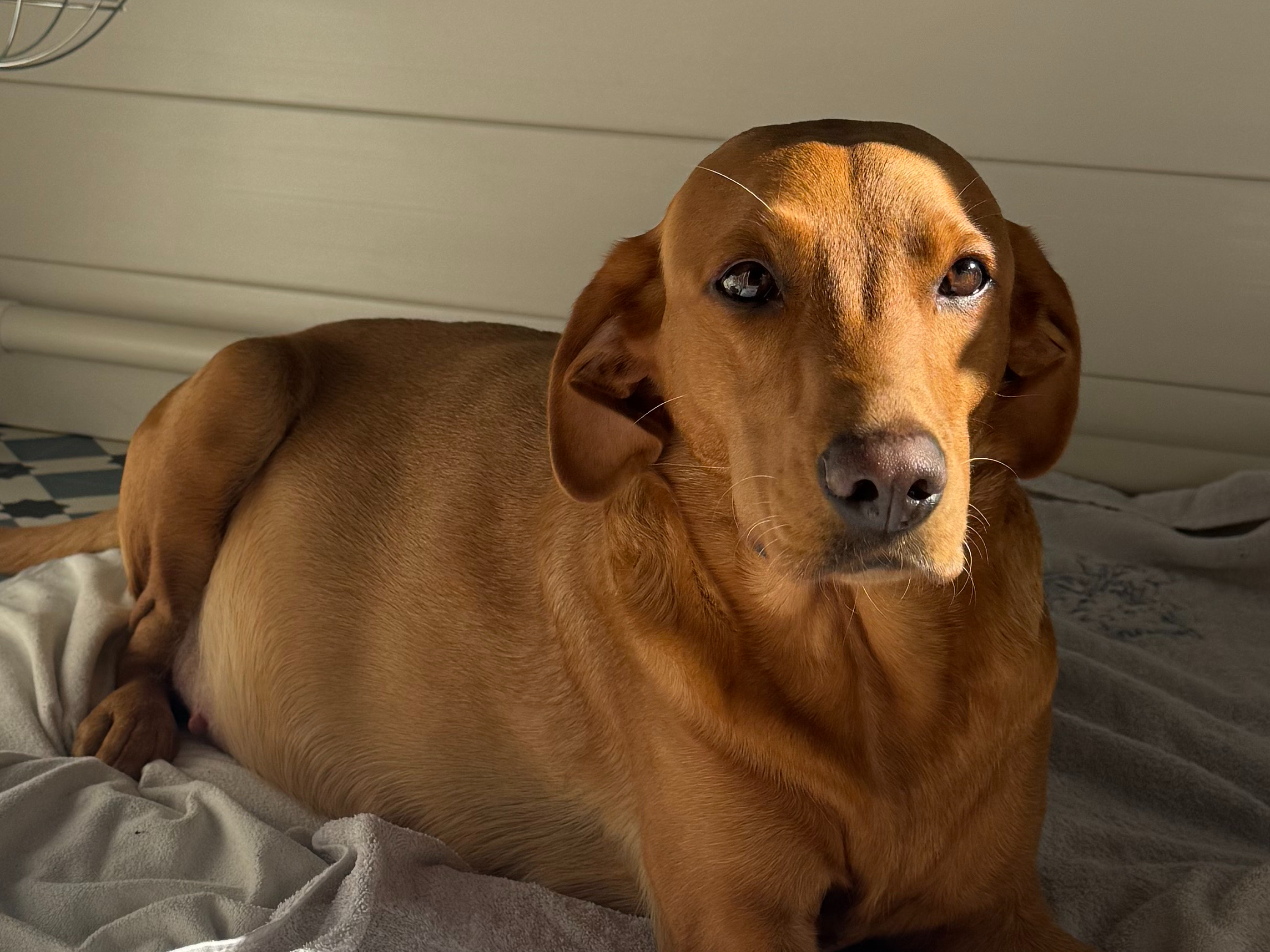 Labrador Retriever