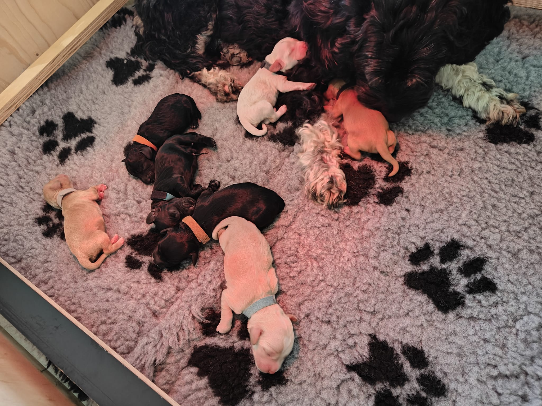 Cockapoo