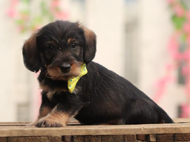 Teckel / Standaard Dashond