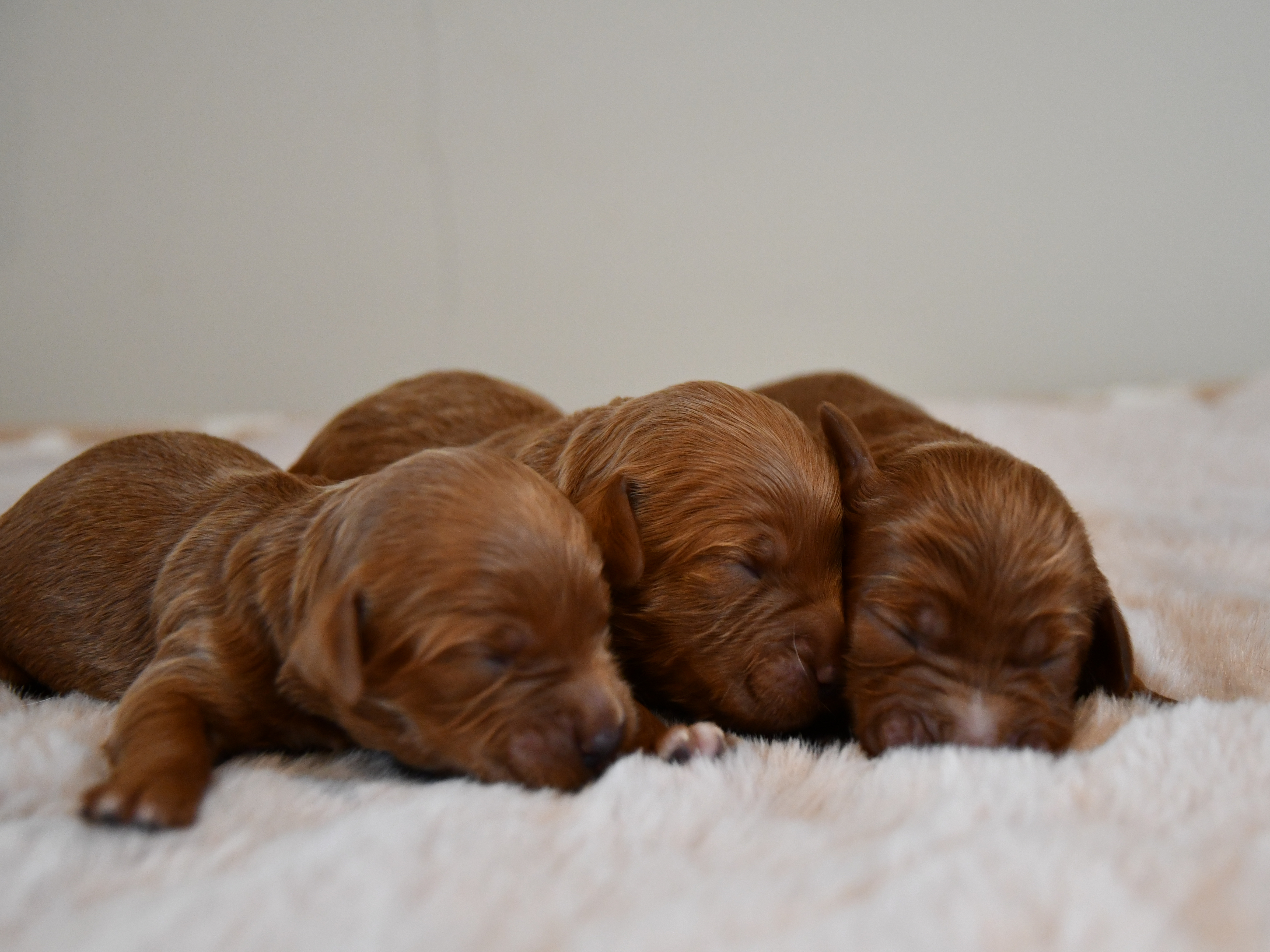 Australian Labradoodle