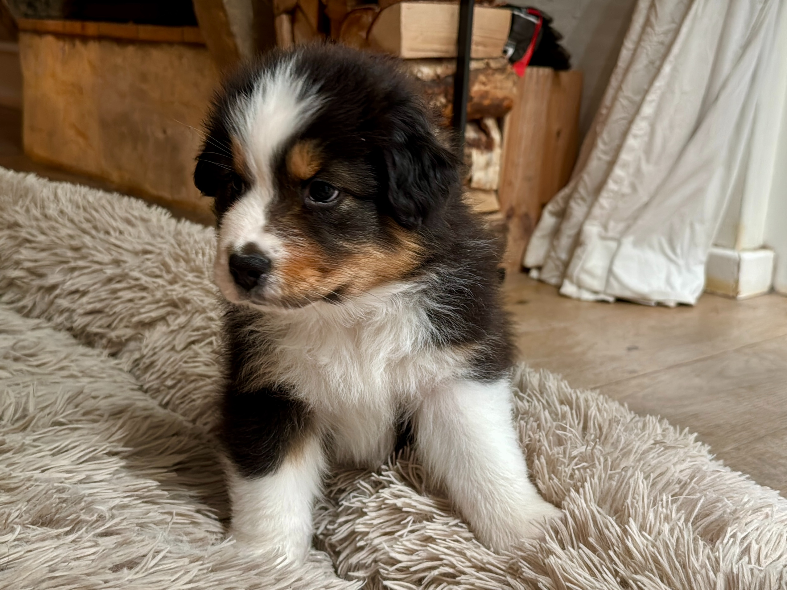 Australian Shepherd
