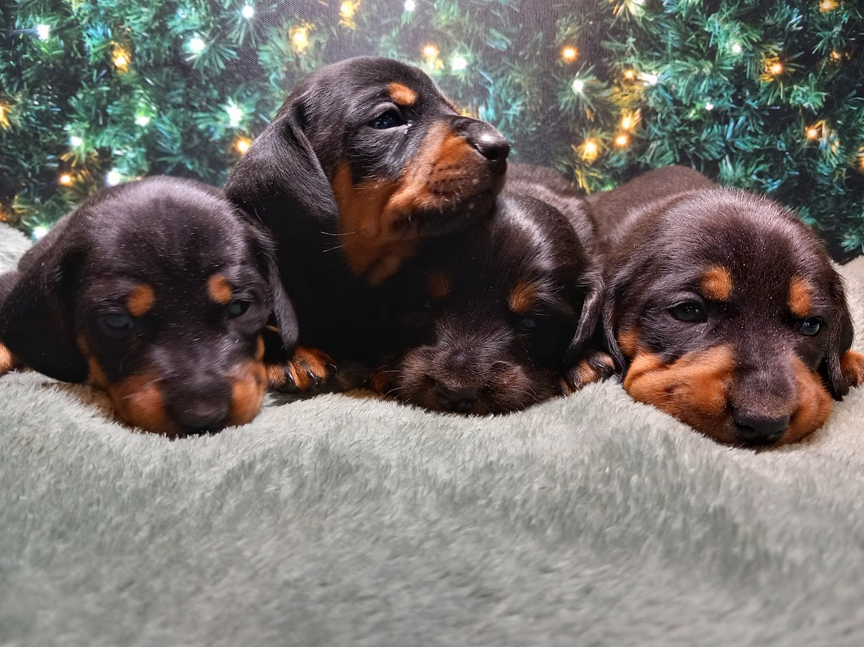 Teckel / Standaard Dashond