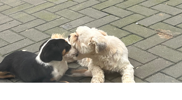 Grote Zwitserse Sennenhond