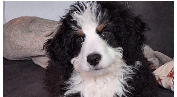 Bernedoodle