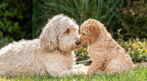 Australian Labradoodle