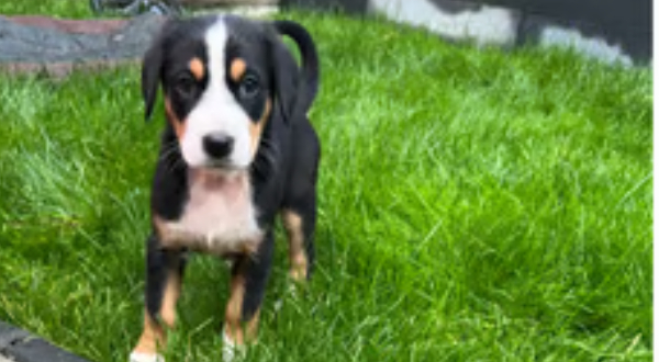 Grote Zwitserse Sennenhond