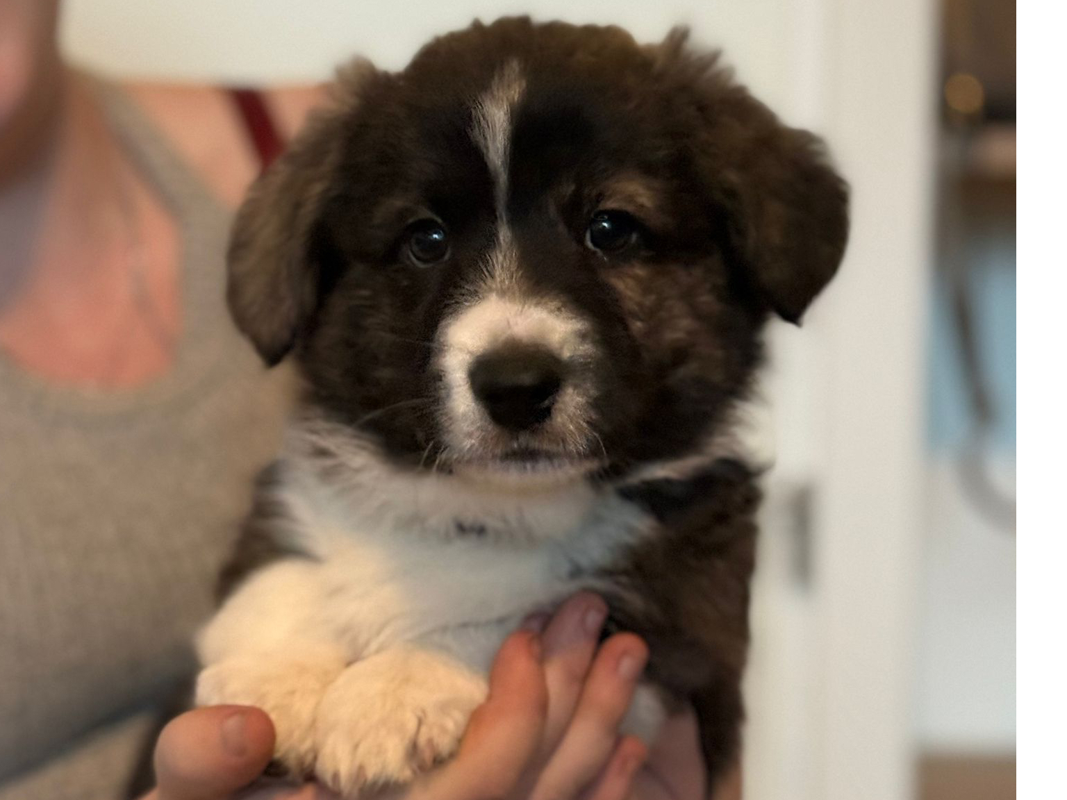 Welsh Corgi Cardigan