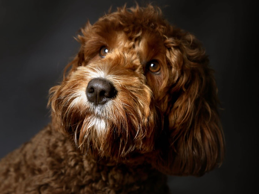 Australian Labradoodle