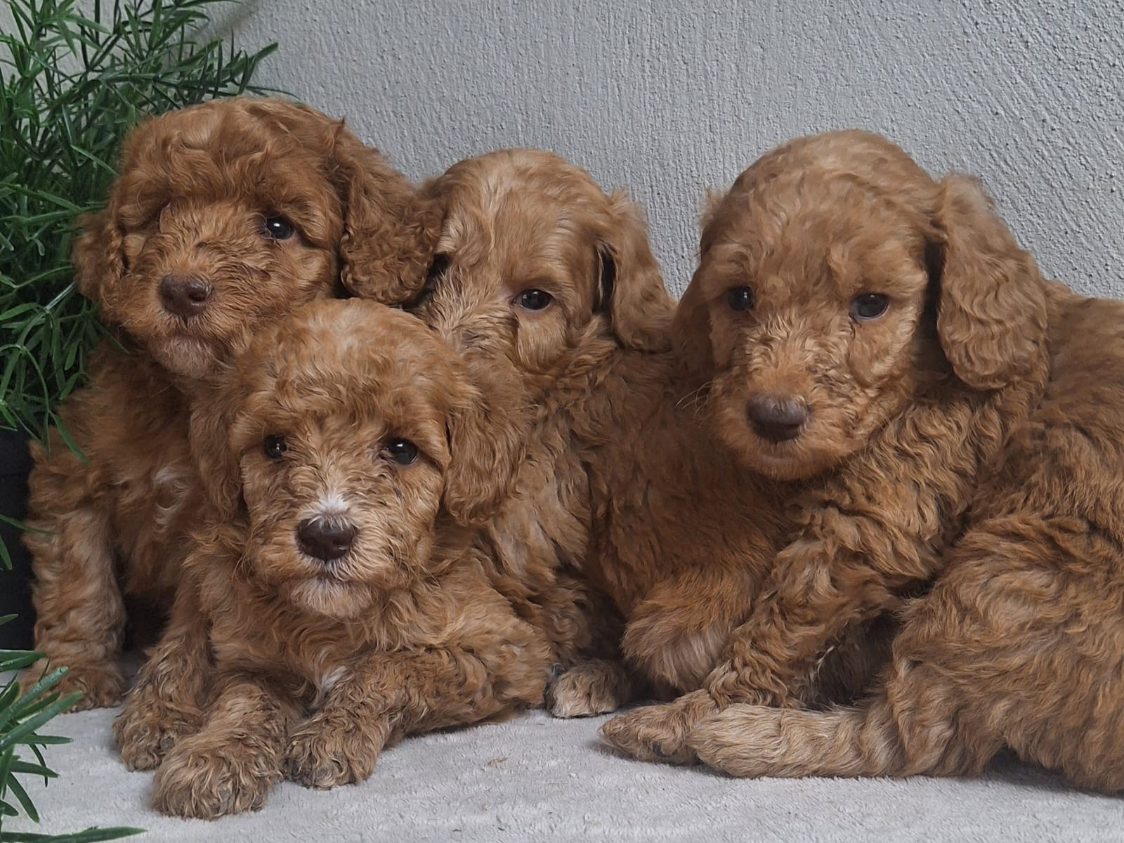 Australian Labradoodle