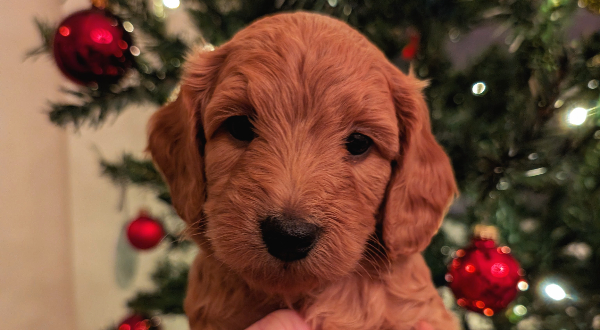 Goldendoodle