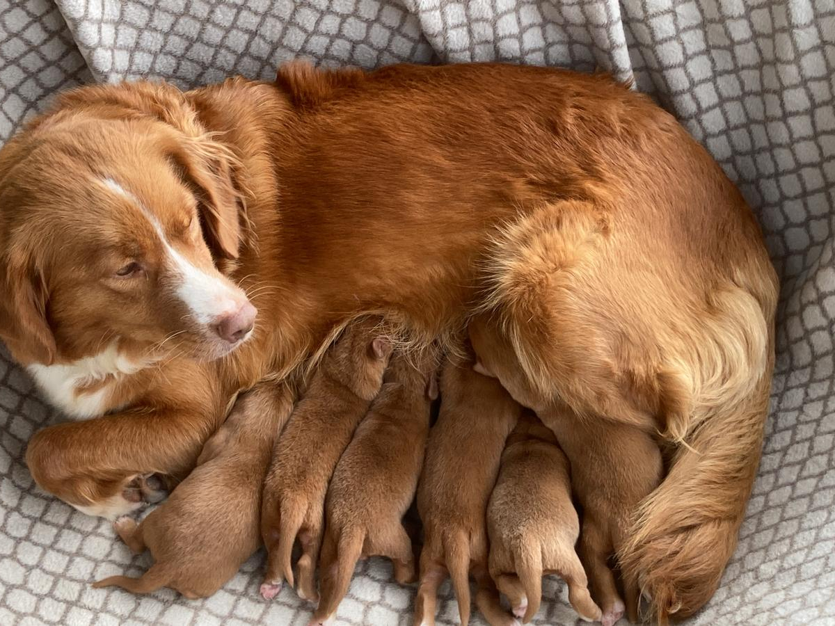 Nova Scotia Duck Tolling Retriever