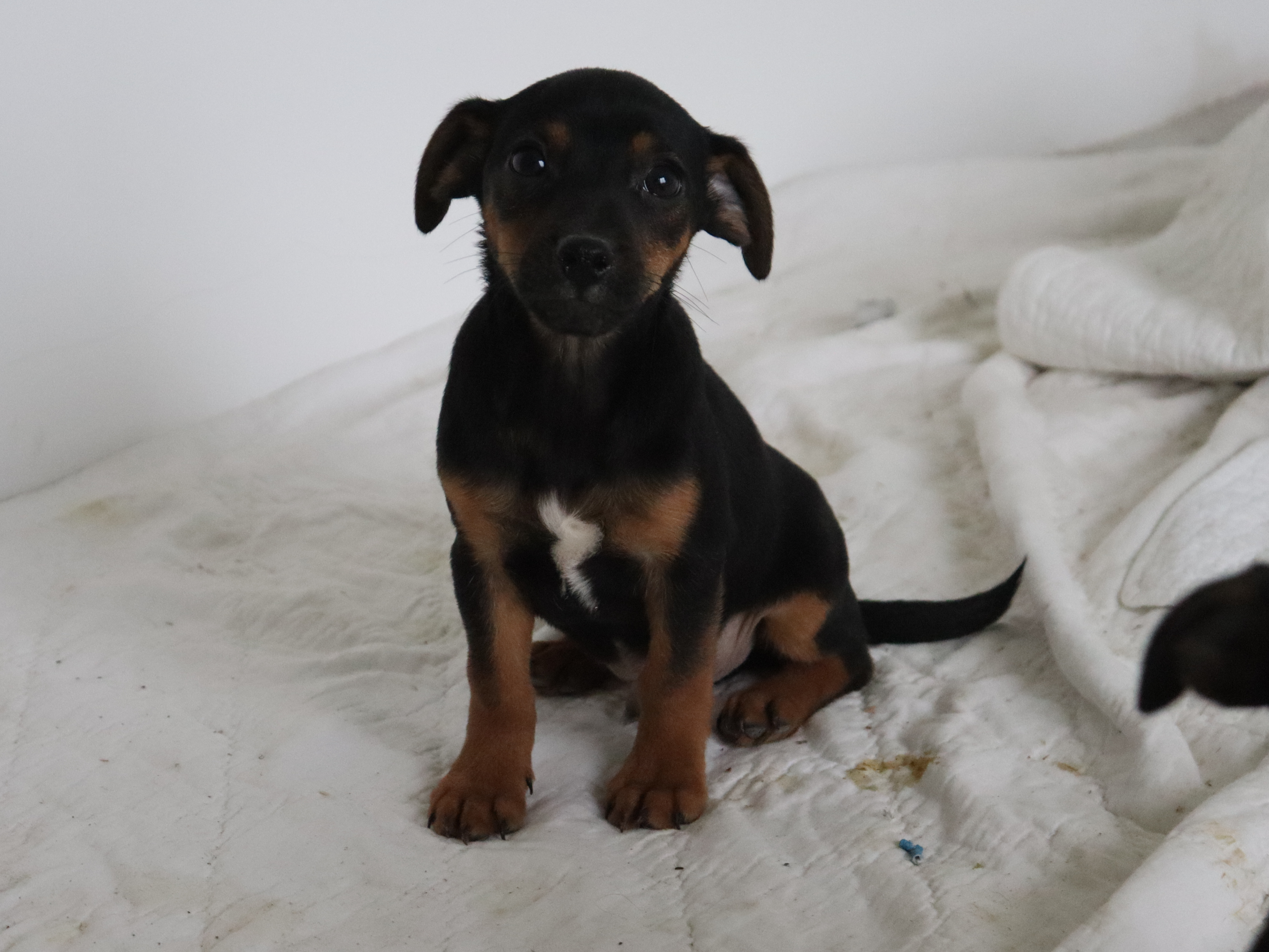 Jack Russell Terriër