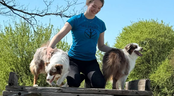Miniature American Shepherd