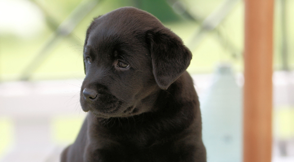 Labrador Retriever