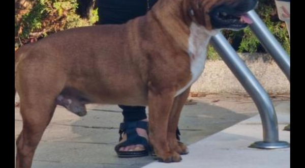 Staffordshire Bull Terrier