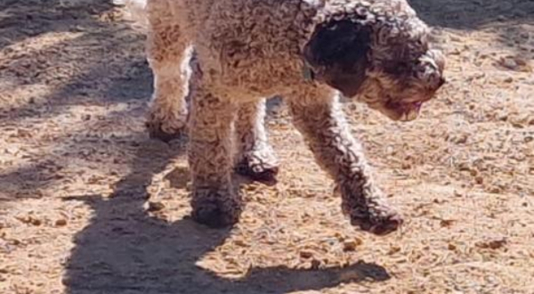 Lagotto Romagnolo