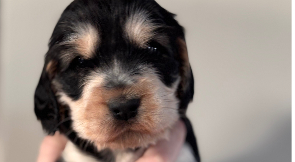 Engelse Cocker Spaniel