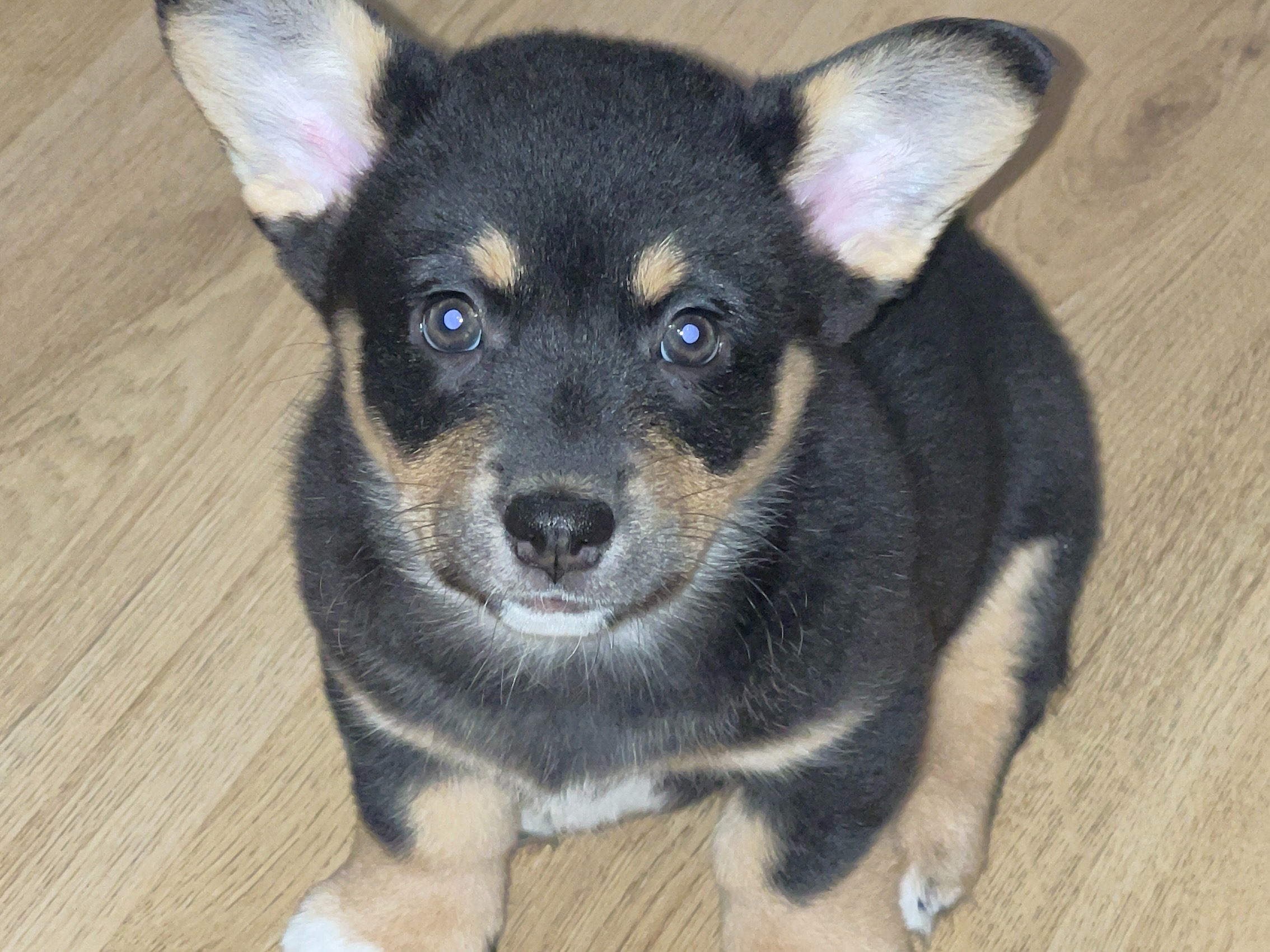 Mechelse Herder Fokkers in Nederland, image size:2268x1701